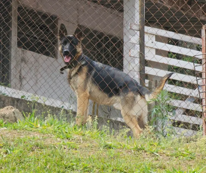 Cachorro ra a Pastor Alemão idade 7 a 11 meses nome  Spike 