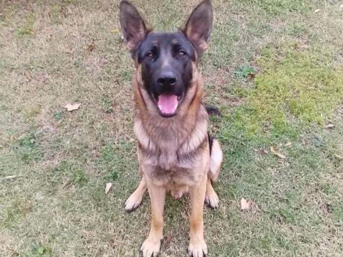 Cachorro ra a Pastor Alemão idade 7 a 11 meses nome  Spike 