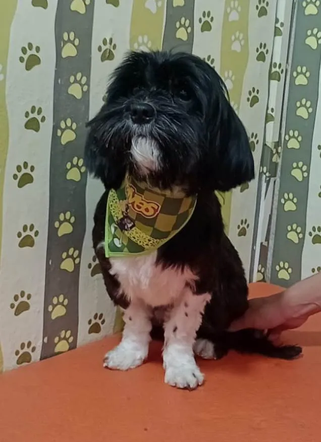 Cachorro ra a Lhasa Apso idade 1 ano nome Charlie