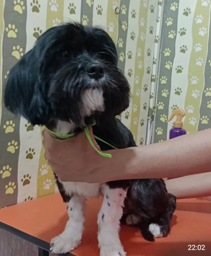 Cachorro ra a Lhasa Apso idade 1 ano nome Charlie