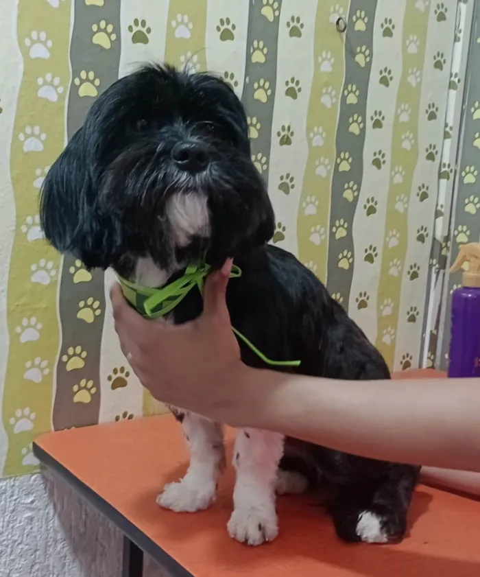 Cachorro ra a Lhasa Apso idade 1 ano nome Charlie