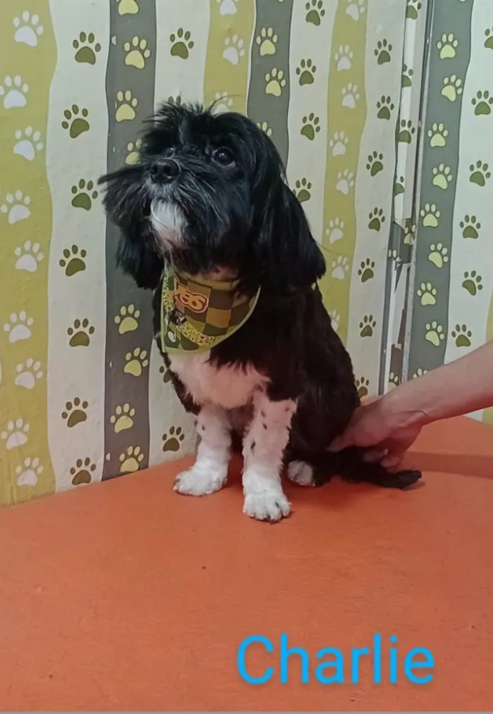 Cachorro ra a Lhasa Apso idade 1 ano nome Charlie