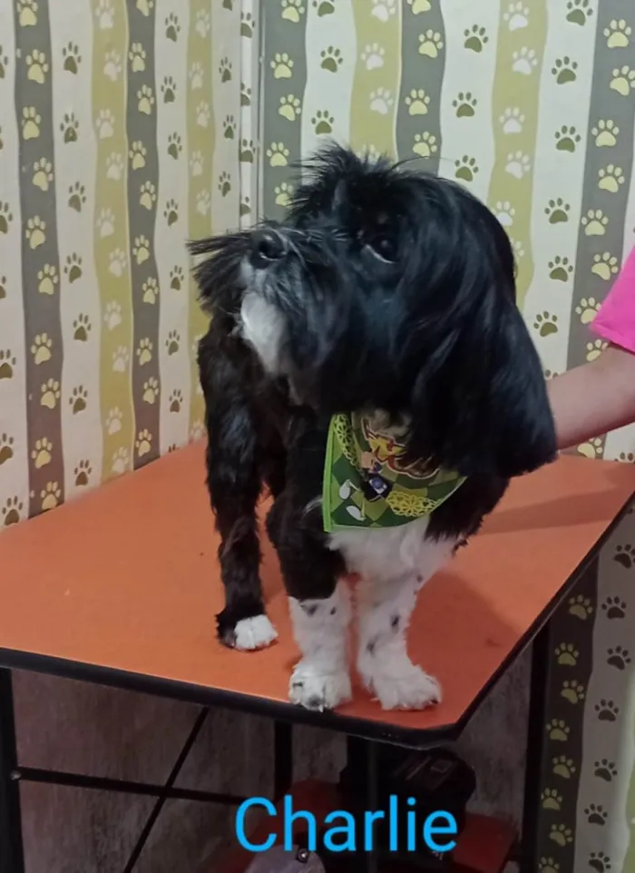 Cachorro ra a Lhasa Apso idade 1 ano nome Charlie