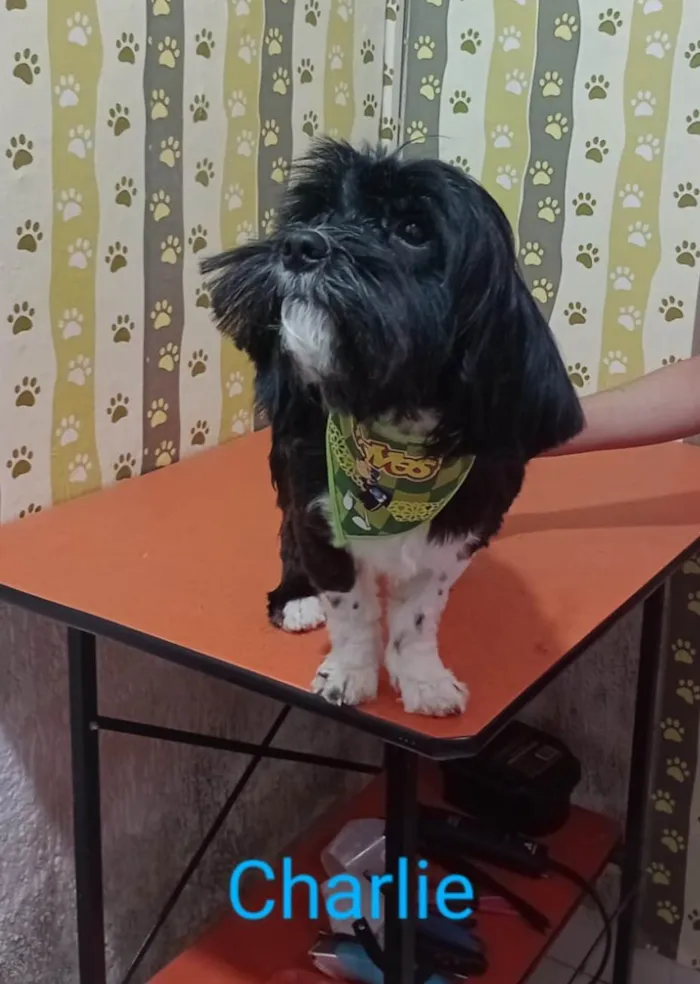 Cachorro ra a Lhasa Apso idade 1 ano nome Charlie