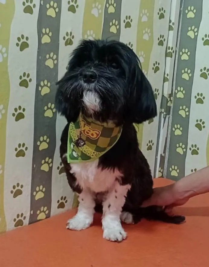 Cachorro ra a Lhasa Apso idade 1 ano nome Charlie