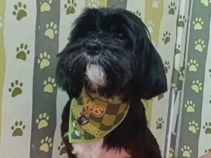 Cachorro raça Lhasa Apso idade 1 ano nome Charlie