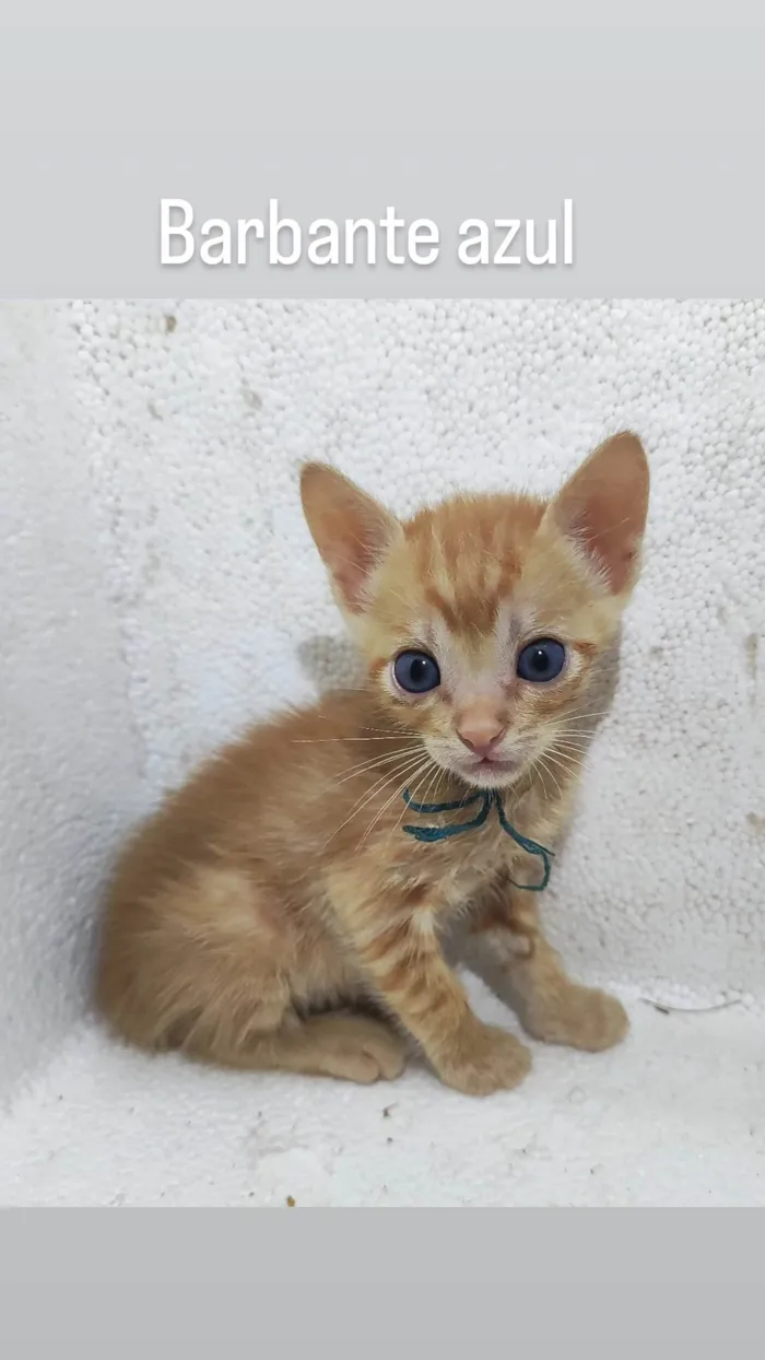 Gato ra a SRD-ViraLata idade Abaixo de 2 meses nome Sem nome