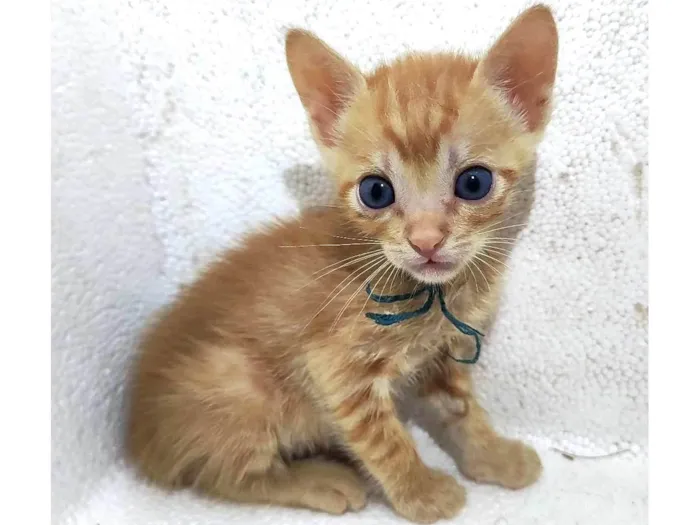 Gato ra a SRD-ViraLata idade Abaixo de 2 meses nome Sem nome