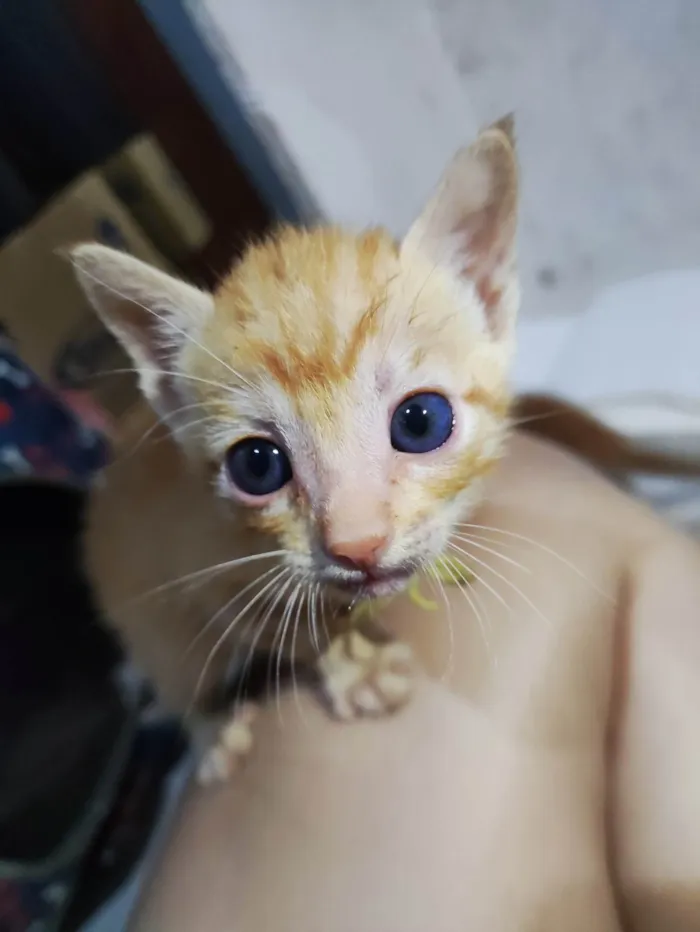 Gato ra a SRD-ViraLata idade Abaixo de 2 meses nome Sem nome 