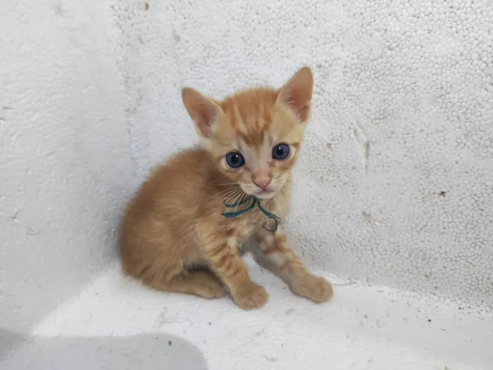 Gato ra a SRD-ViraLata idade Abaixo de 2 meses nome Sem nome