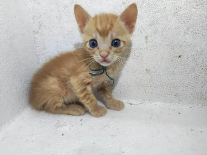 Gato ra a SRD-ViraLata idade Abaixo de 2 meses nome Sem nome