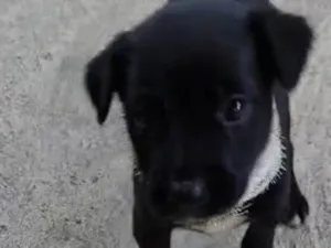 Cachorro raça SRD-ViraLata idade 2 a 6 meses nome Pingo