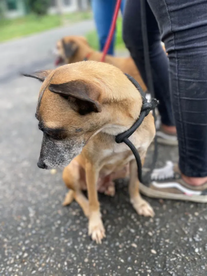 Cachorro ra a SRD-ViraLata idade 5 anos nome Mila