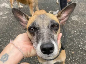 Cachorro raça SRD-ViraLata idade 5 anos nome Mila