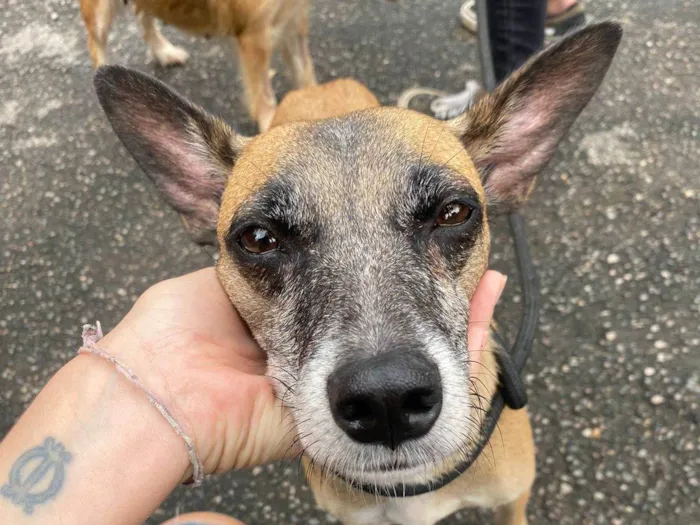 Cachorro ra a SRD-ViraLata idade 5 anos nome Mila