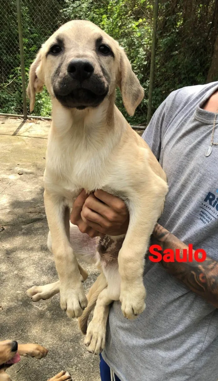 Cachorro ra a SRD-ViraLata idade 2 a 6 meses nome Saulo