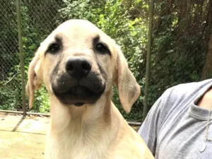 Cachorro raça SRD-ViraLata idade 2 a 6 meses nome Saulo