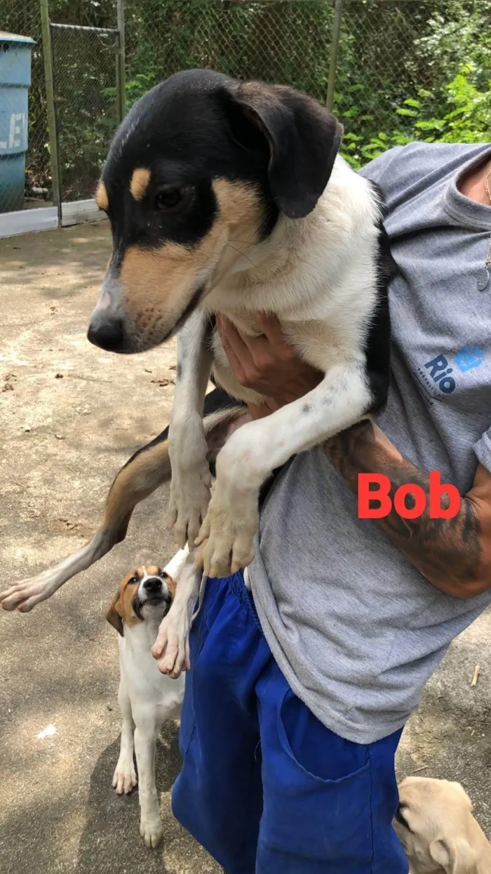 Cachorro ra a SRD-ViraLata idade 7 a 11 meses nome Bob