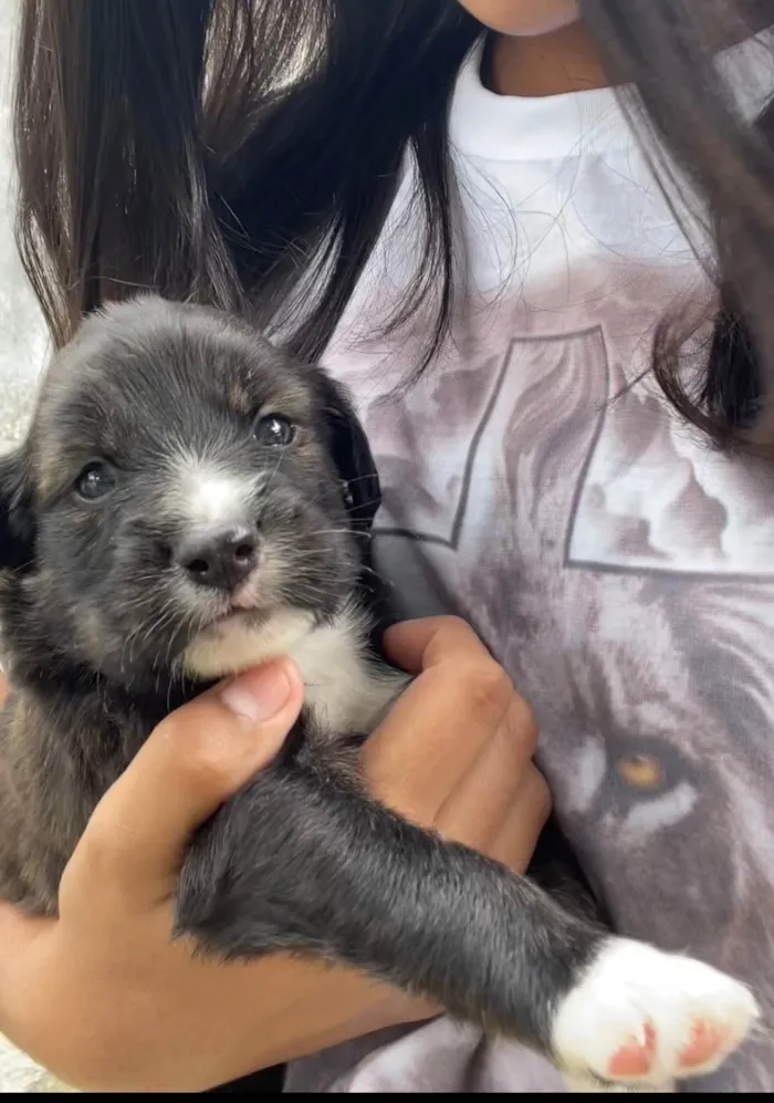 Cachorro ra a SRD-ViraLata idade Abaixo de 2 meses nome Estrela e Duk