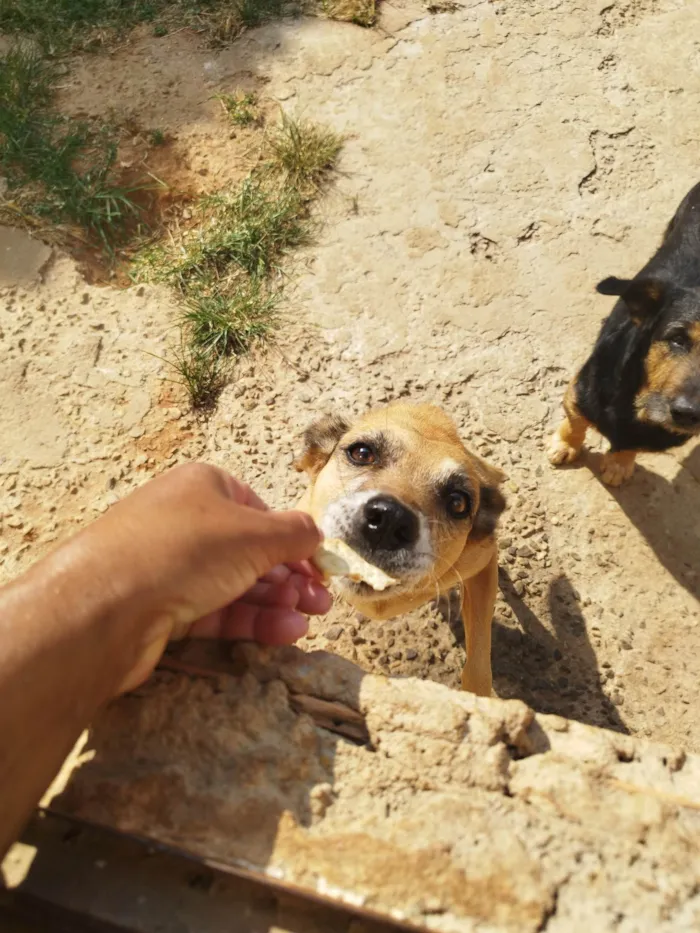 Cachorro ra a SRD-ViraLata idade 4 anos nome Mirella 