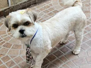 Cachorro raça Shitzu idade 2 anos nome Mojang