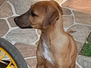 Cachorro raça SRD-ViraLata idade 7 a 11 meses nome Lady