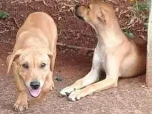 Cachorro raça SRD-ViraLata idade 1 ano nome Betinha e Magrela 