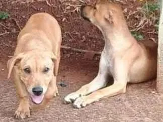 Cachorro raça SRD-ViraLata idade 1 ano nome Betinha e Magrela 