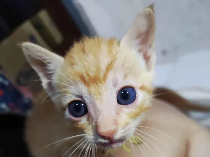 Gato ra a SRD-ViraLata idade Abaixo de 2 meses nome Sem nome 