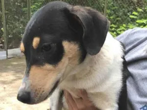 Cachorro raça SRD-ViraLata idade 7 a 11 meses nome Bob