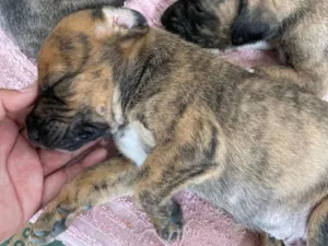 Cachorro raça SRD-ViraLata idade Abaixo de 2 meses nome Estrela e Duk