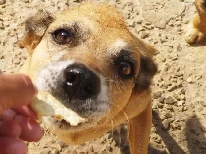 Cachorro ra a SRD-ViraLata idade 4 anos nome Mirella 