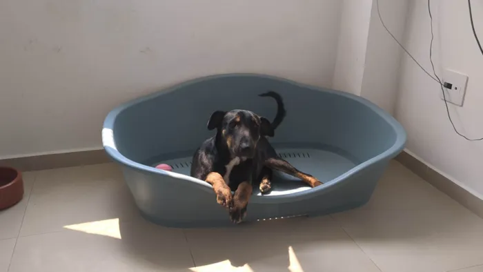 Cachorro ra a SRD-ViraLata idade 1 ano nome Aleixo