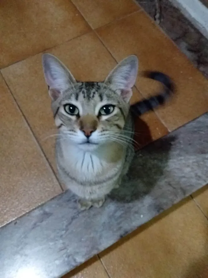 Gato ra a SRD-ViraLata idade 2 anos nome Léo