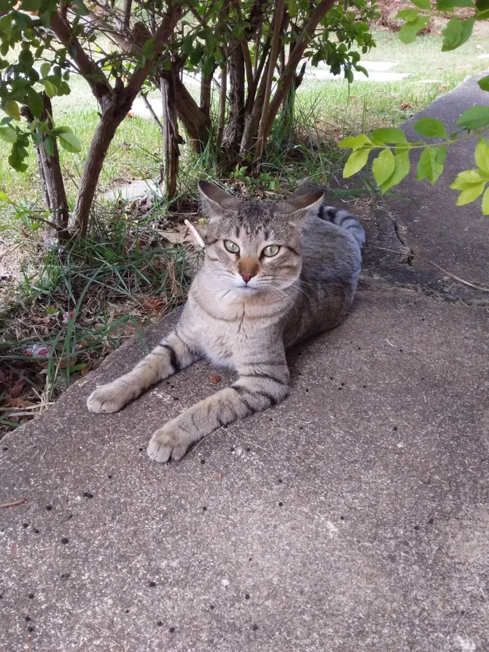 Gato ra a SRD-ViraLata idade 2 anos nome Léo