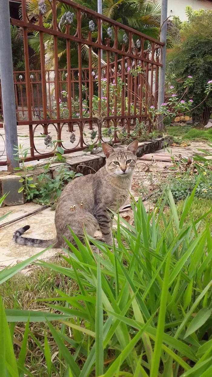 Gato ra a SRD-ViraLata idade 2 anos nome Léo