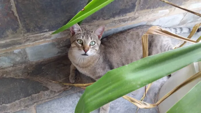 Gato ra a SRD-ViraLata idade 2 anos nome Léo