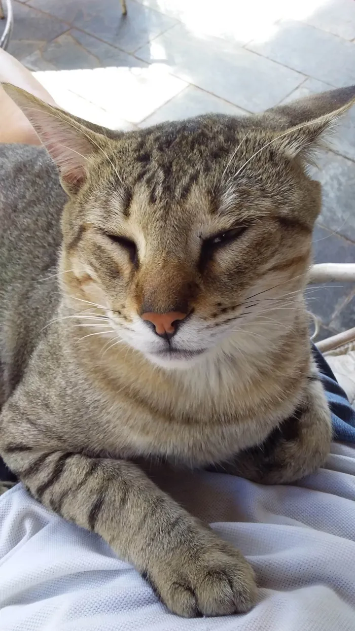 Gato ra a SRD-ViraLata idade 2 anos nome Léo