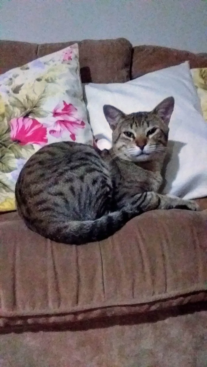 Gato ra a SRD-ViraLata idade 2 anos nome Léo