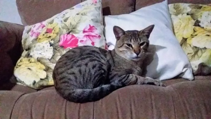 Gato ra a SRD-ViraLata idade 2 anos nome Léo