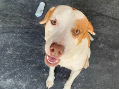 Cachorro raça Pit-Bull idade 1 ano nome Bruce