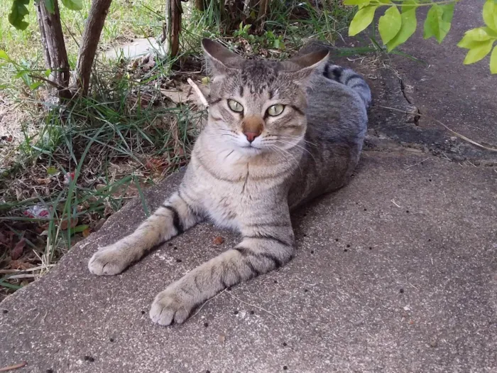 Gato ra a SRD-ViraLata idade 2 anos nome Léo