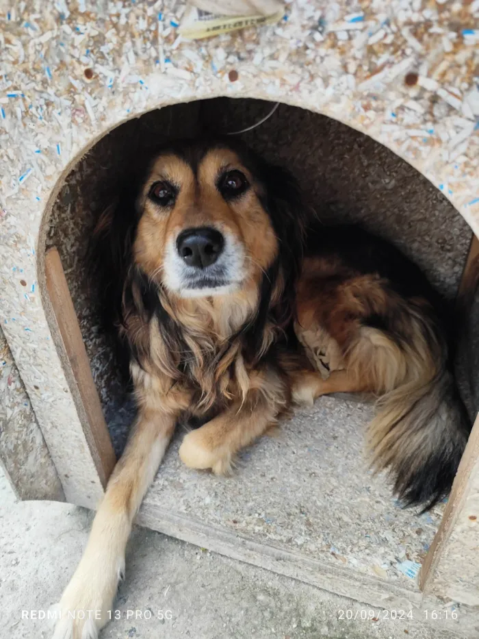 Cachorro ra a SRD-ViraLata idade 2 anos nome Tigrona