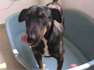 Cachorro raça SRD-ViraLata idade 1 ano nome Aleixo