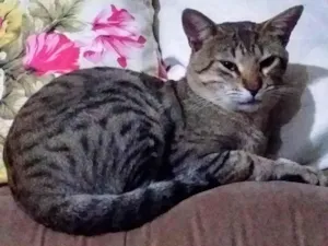 Gato raça SRD-ViraLata idade 2 anos nome Léo