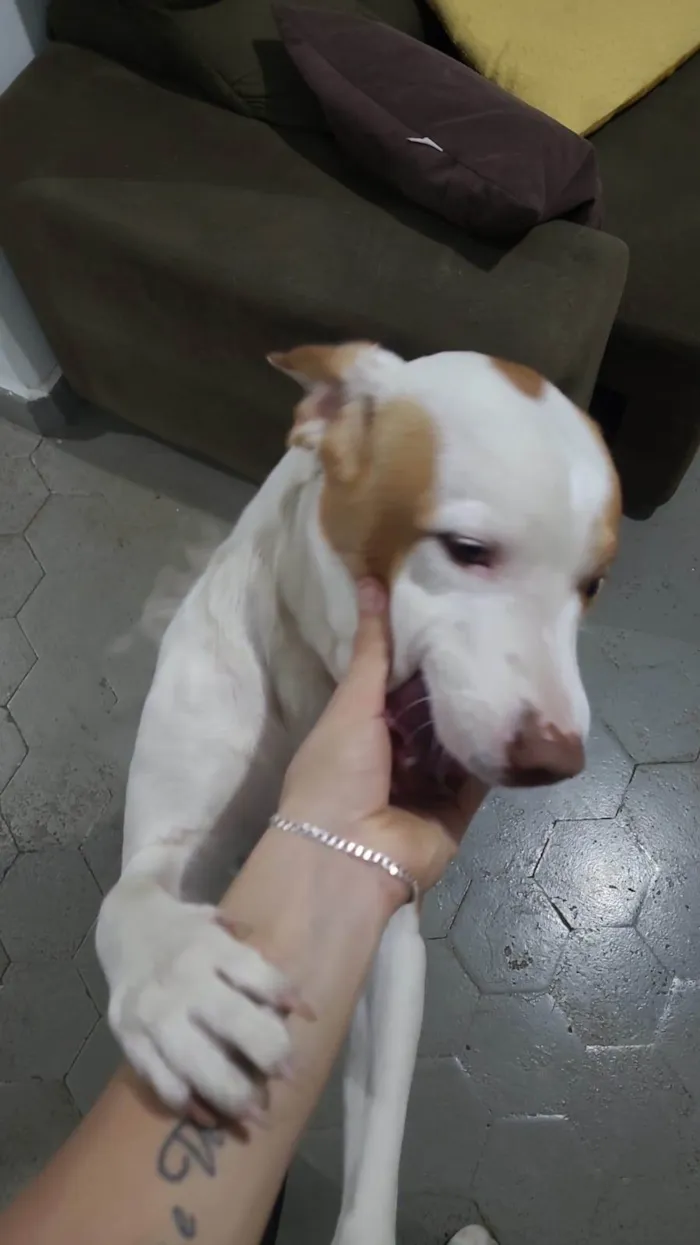 Cachorro ra a Pit-Bull idade 1 ano nome Bruce