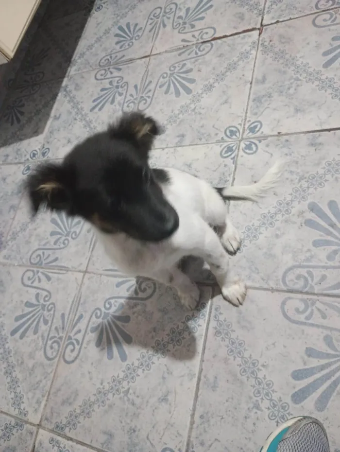 Cachorro ra a SRD-ViraLata idade 2 a 6 meses nome Scay