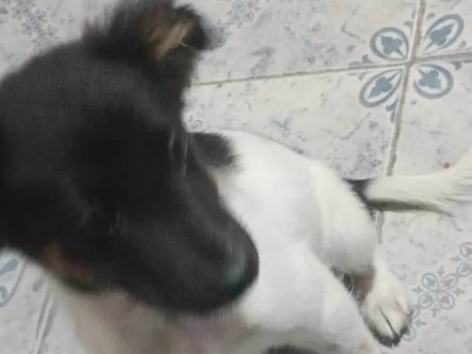 Cachorro ra a SRD-ViraLata idade 2 a 6 meses nome Scay