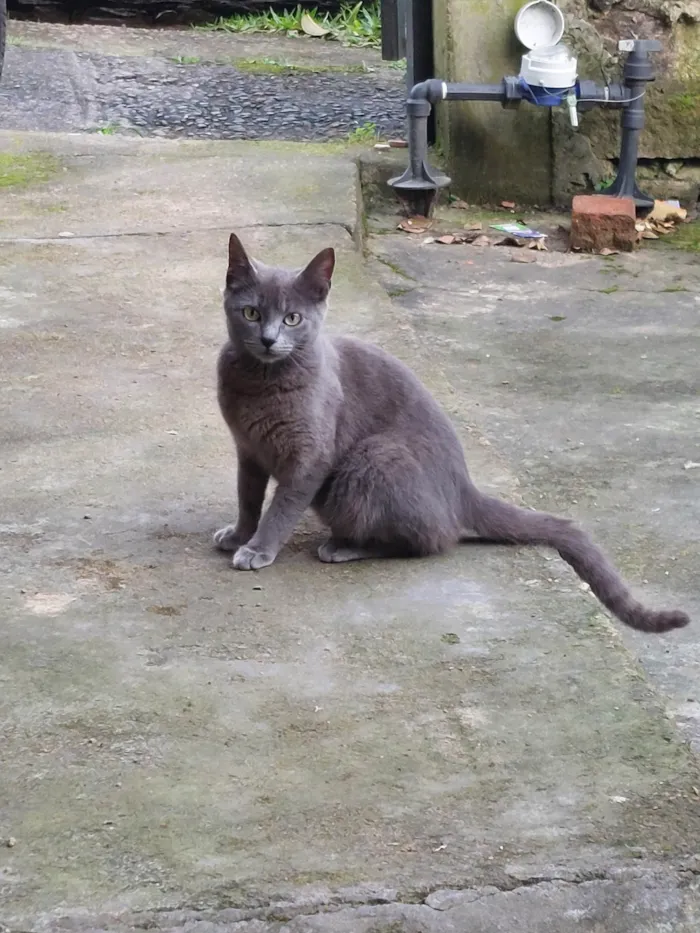 Gato ra a SRD-ViraLata idade 2 a 6 meses nome Não tem