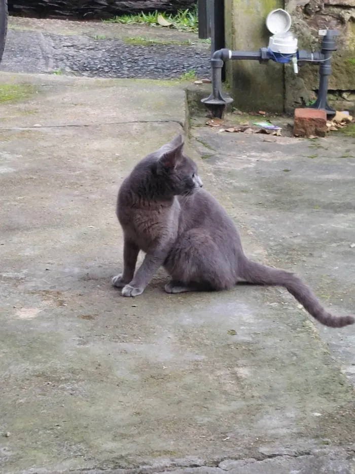 Gato ra a SRD-ViraLata idade 2 a 6 meses nome Não tem